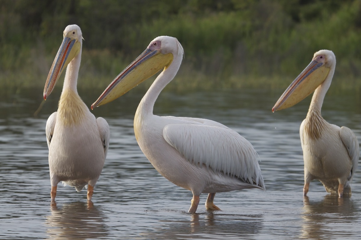  rózsás pelikán